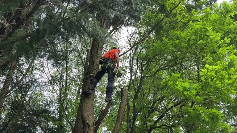 Professional Tree Removal and Landscaping Services in Bowmansville, PA